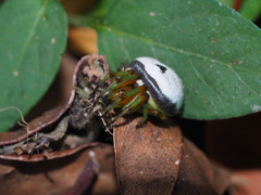 Bijoaraneus
