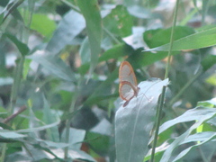 Pteronymia rufocincta