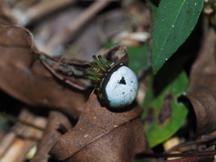 Bijoaraneus