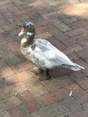 Cairina moschata domestica