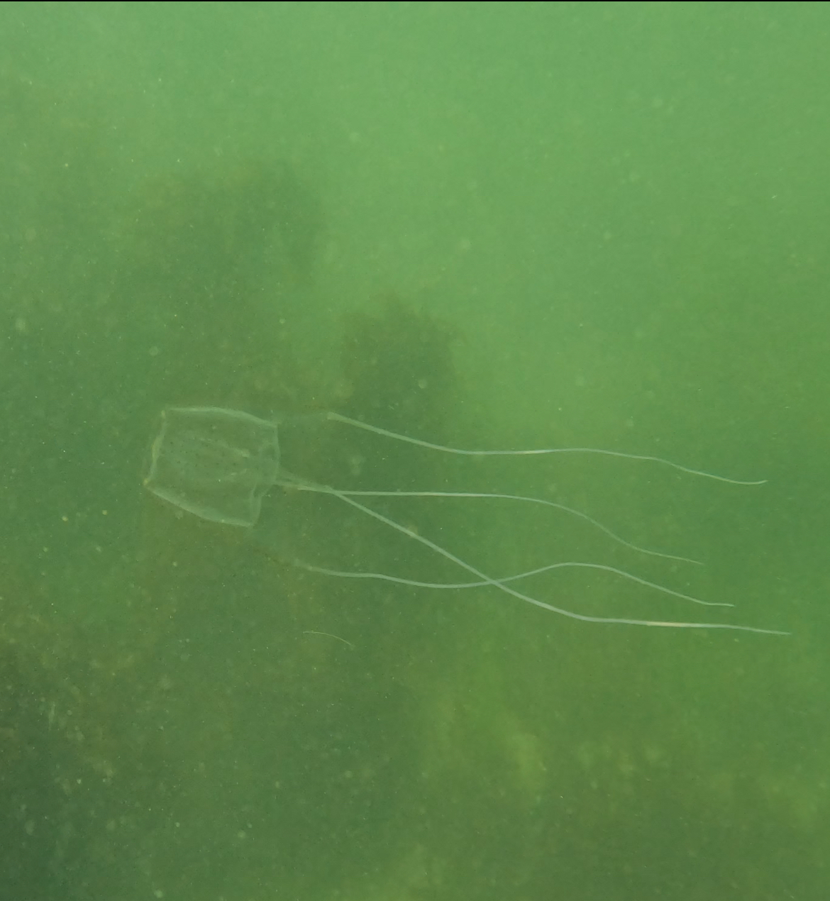 Carybdea confusa Straehler-Pohl, Matsumoto & Acevedo, 2017