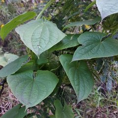 Dioscorea galeottiana