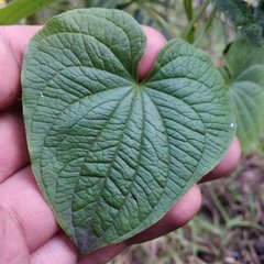 Dioscorea galeottiana