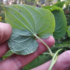 Dioscorea galeottiana