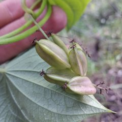 Dioscorea galeottiana