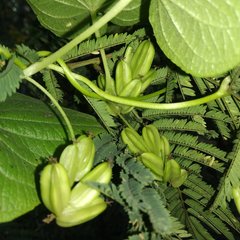 Dioscorea galeottiana