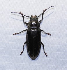 Mallodon dasystomus