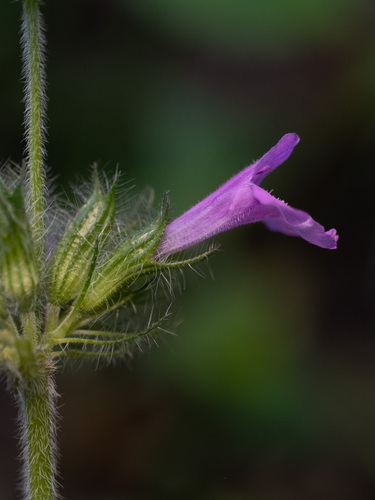 Krūminė šunmėtė nuotrauka
