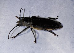 Mallodon dasystomus