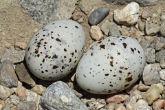 Sternula antillarum