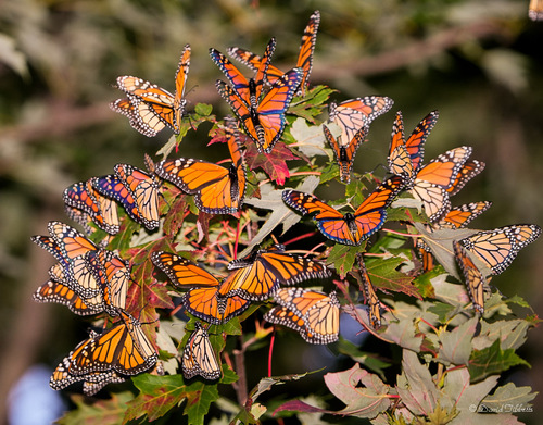 Migratory Monarch photographed in Ohio