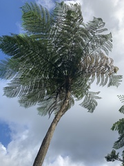 Cyathea arborea