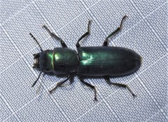 Temnoscheila virescens