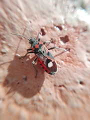 Lygaeus alboornatus