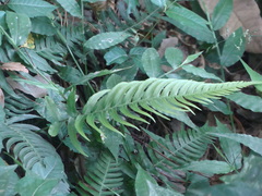 Blechnum appendiculatum