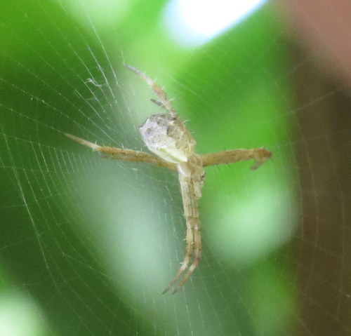 Hawaiian Garden Spider photo 5