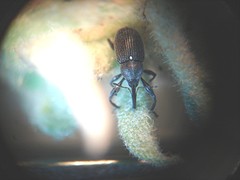 Anthonomus albopilosus