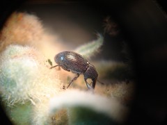 Anthonomus albopilosus