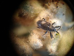 Anthonomus albopilosus