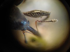 Anthonomus albopilosus