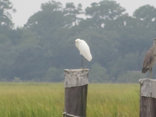Snowy Egret photographed in Georgia
