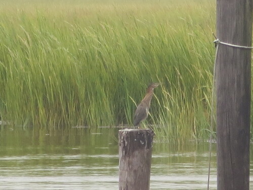 Green Heron photographed in Georgia