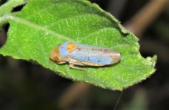 Oncometopia hamiltoni