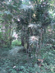 Chamaedorea pochutlensis