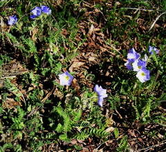 Polemonium boreale