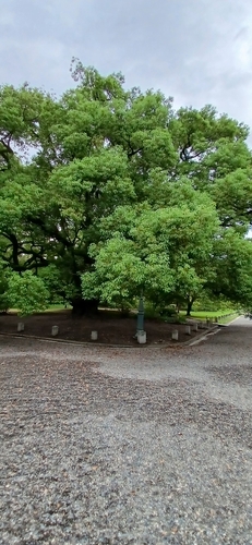 The Camphor of Munakata Shrine