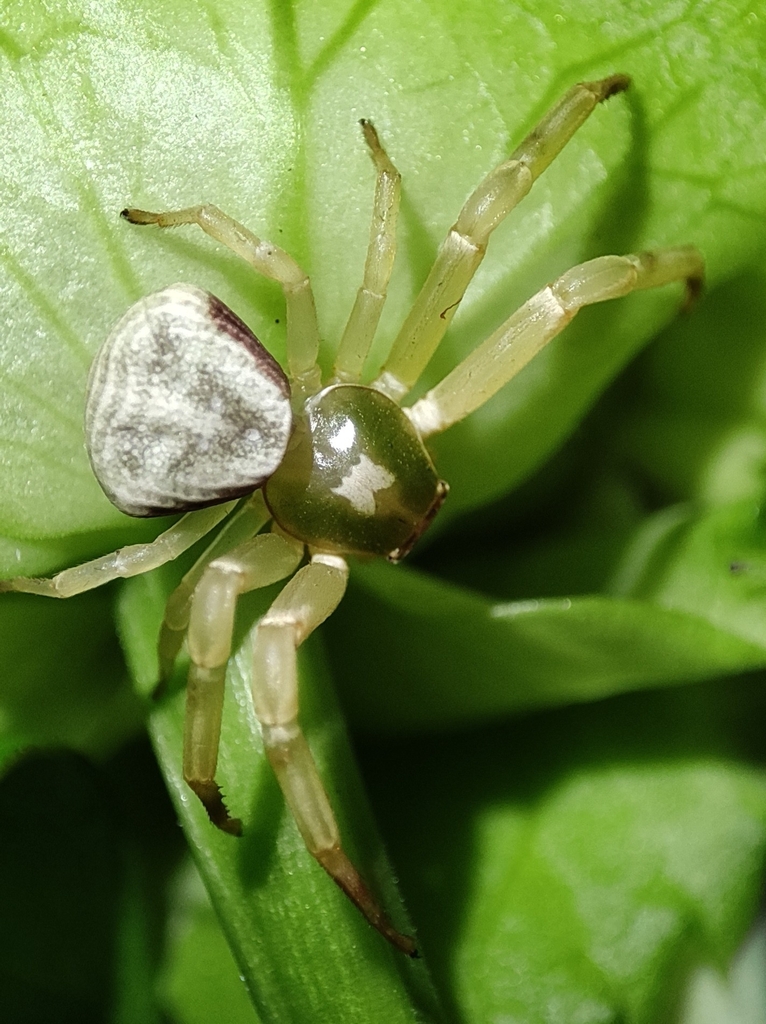 Misumenoides paucispinosus