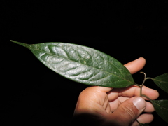 Brazilian Laurel (Ocotea aciphylla)