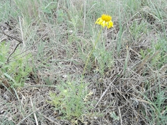 Gaillardia megapotamica