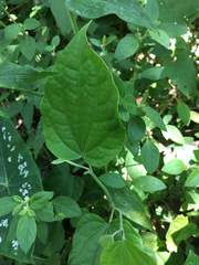 Dioscorea villosa