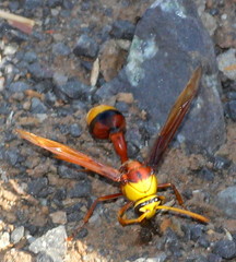 Delta pyriforme pyriforme