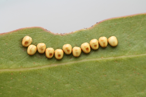 Emperor Gum Moth photo 3