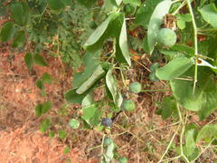 Passiflora mexicana