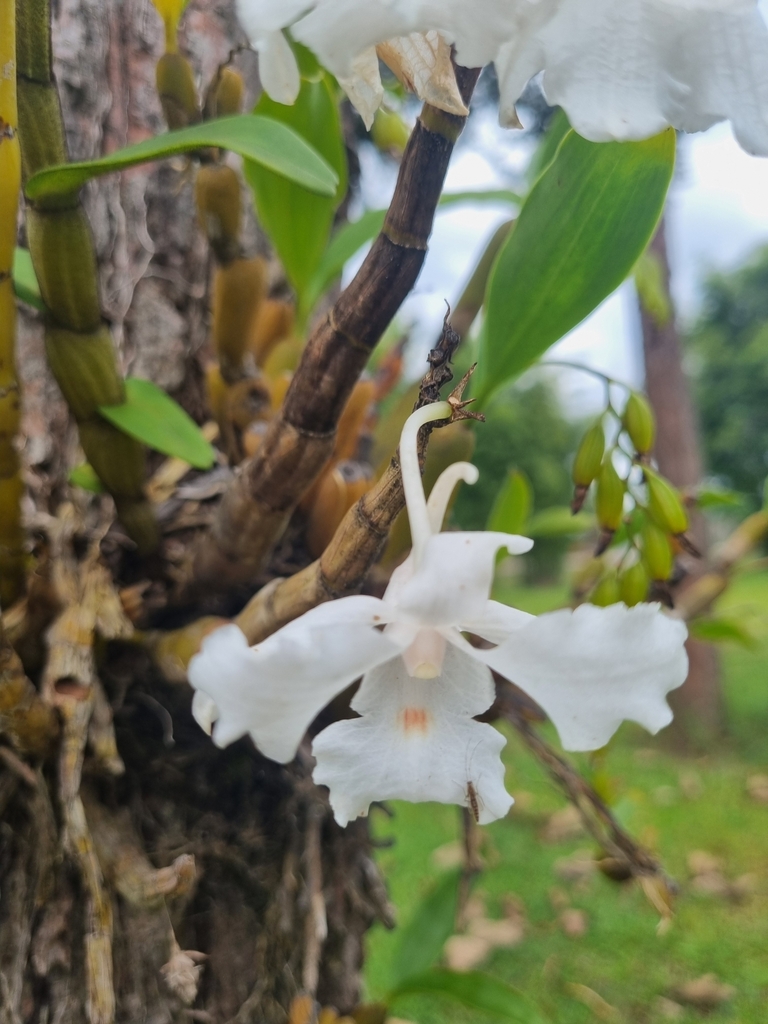 Dendrobium kontumense Gagnep.