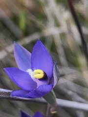 Thelymitra holmesii