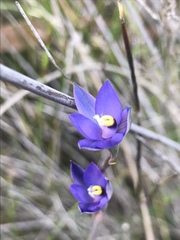 Thelymitra holmesii