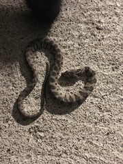 Nerodia sipedon insularum