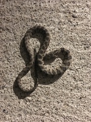 Nerodia sipedon insularum