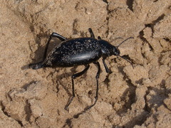 Eleodes spinipes ventricosus