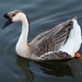 Domestic Swan Goose - Photo (c) spheller, some rights reserved (CC BY-NC), uploaded by spheller