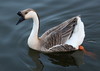 Domestic Swan Goose - Photo (c) spheller, some rights reserved (CC BY-NC), uploaded by spheller