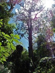 Eucalyptus microcorys