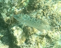 Mycteroperca rosacea