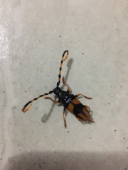 Trachyderina