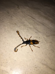 Trachyderina