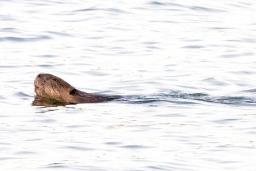 American Beaver photographed in Colorado